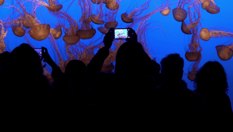 Taking a picture of several jellyfish in a large aquarium